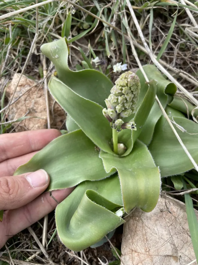Bellevalia kurdistanica