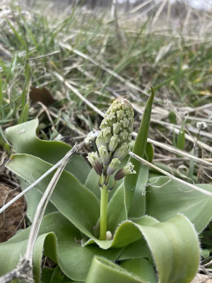 Bellevalia kurdistanica