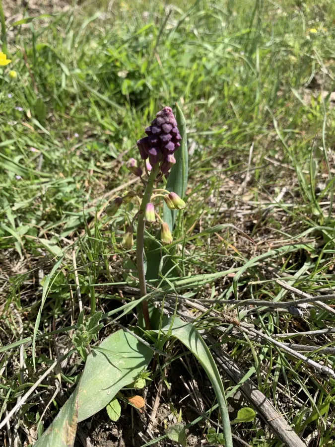 Bellevalia macrobotrys