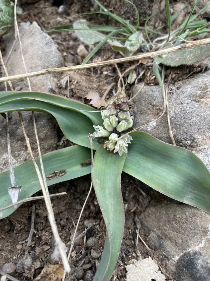 Bellevalia mosheovii