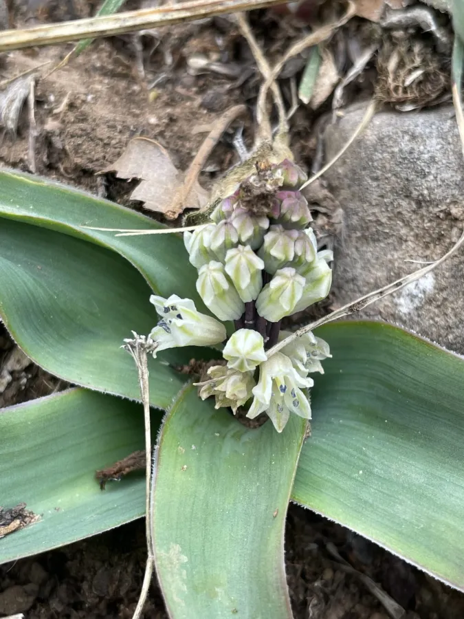 Bellevalia mosheovii