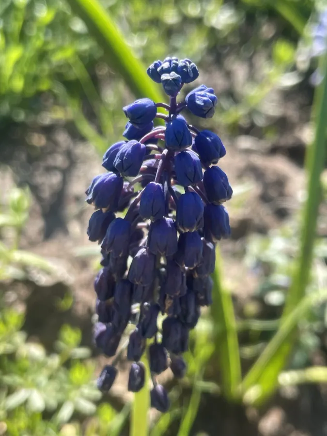 Bellevalia paradoxa