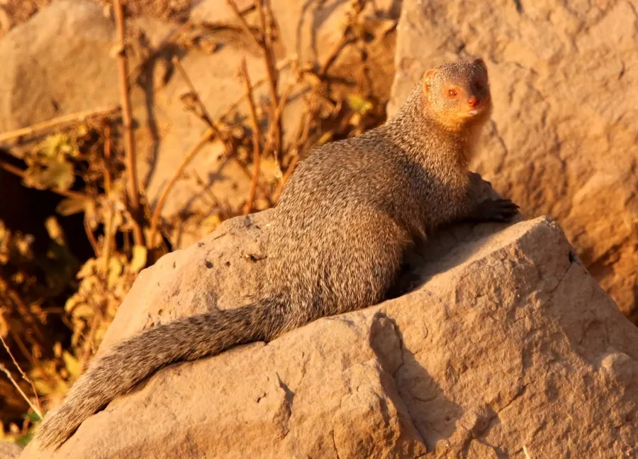 Indian Grey Mongoose