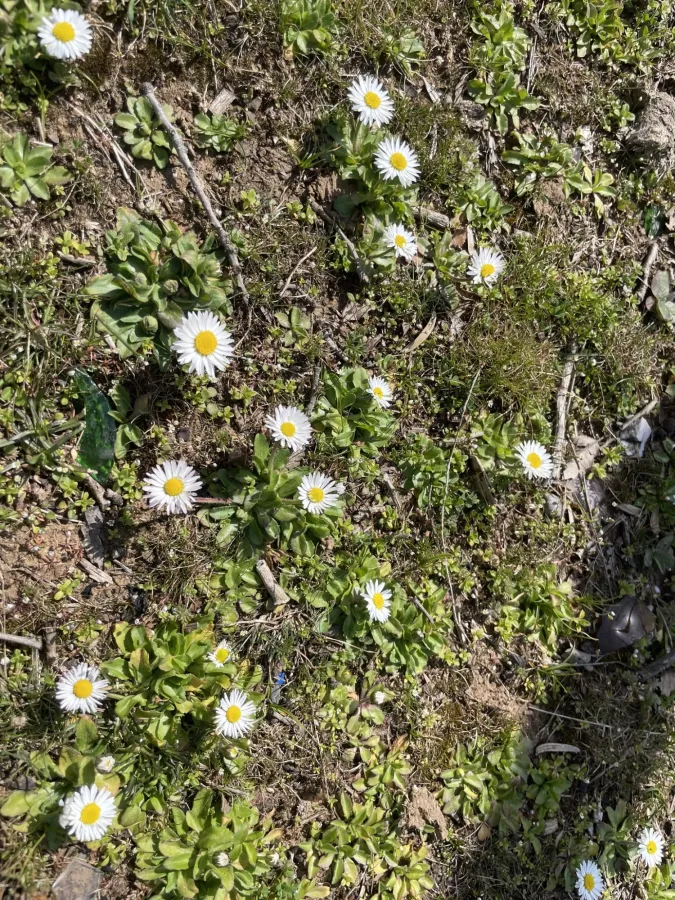 Bellis perennis