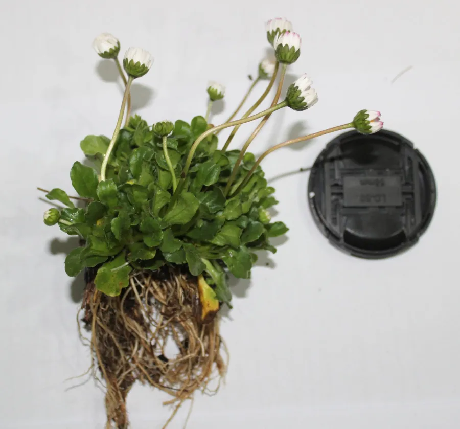 Bellis perennis