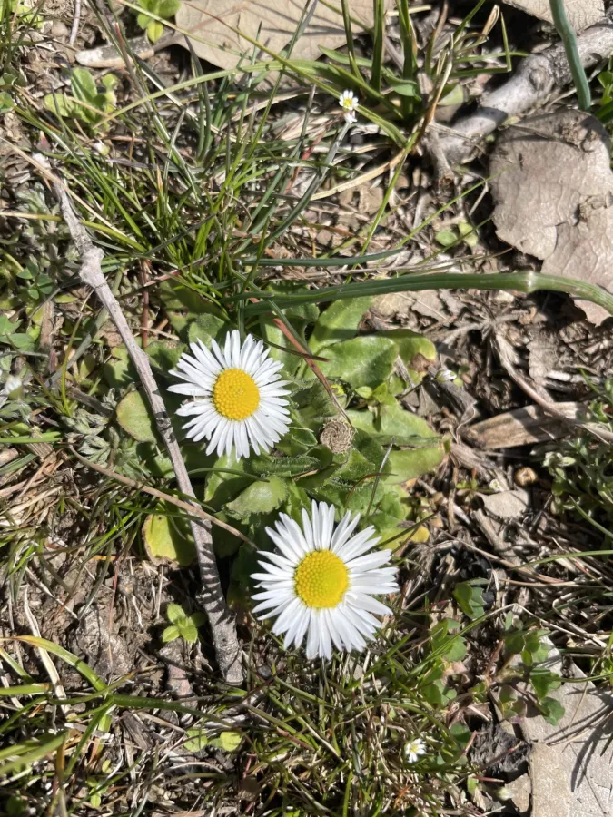 Bellis perennis