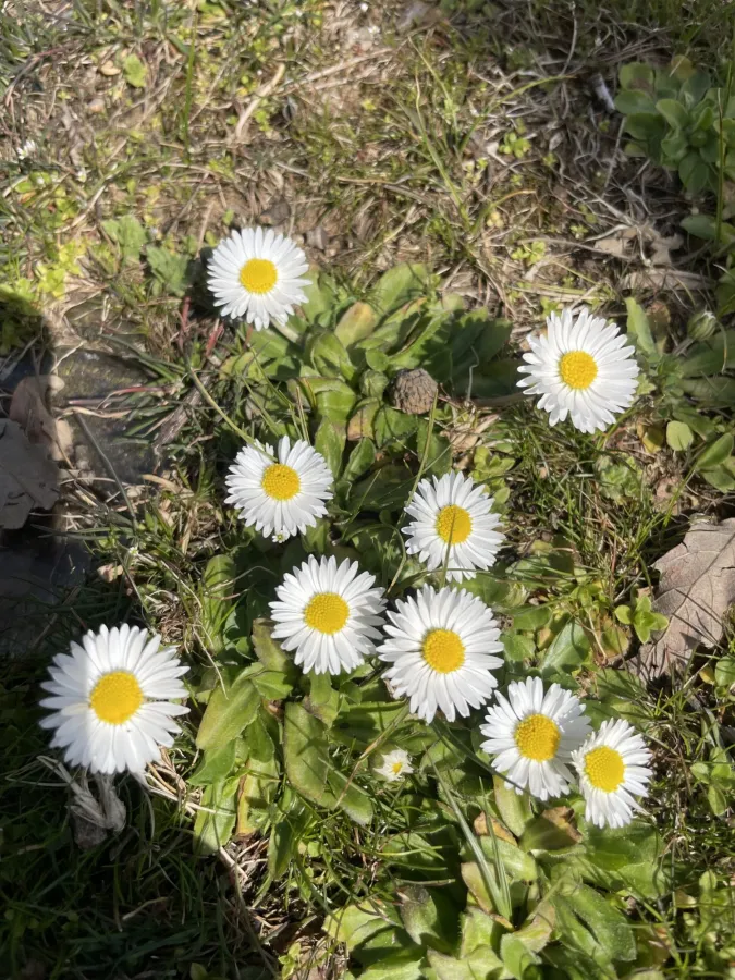 Bellis perennis