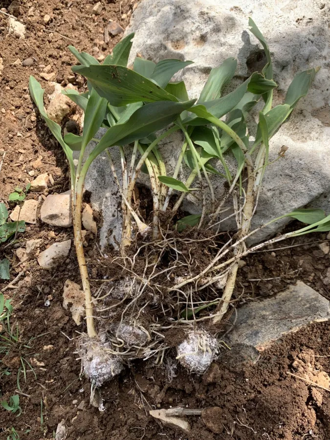 Biarum carduchorum