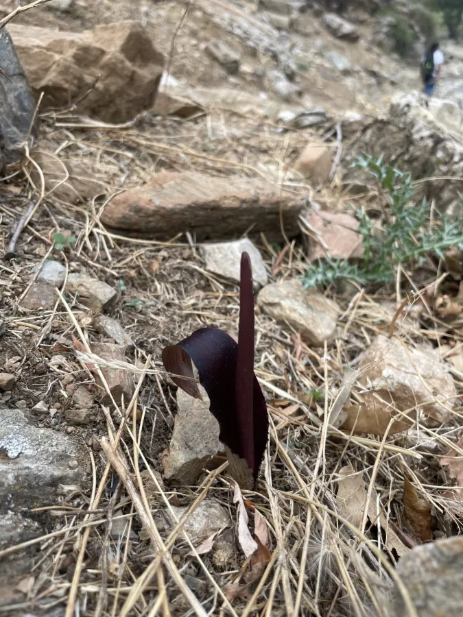 Biarum carduchorum