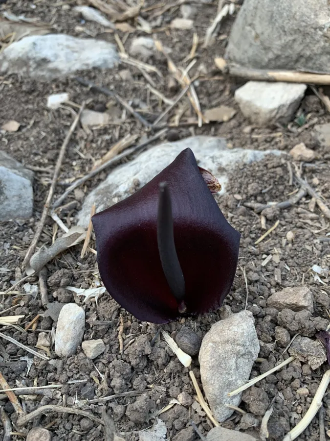Biarum carduchorum