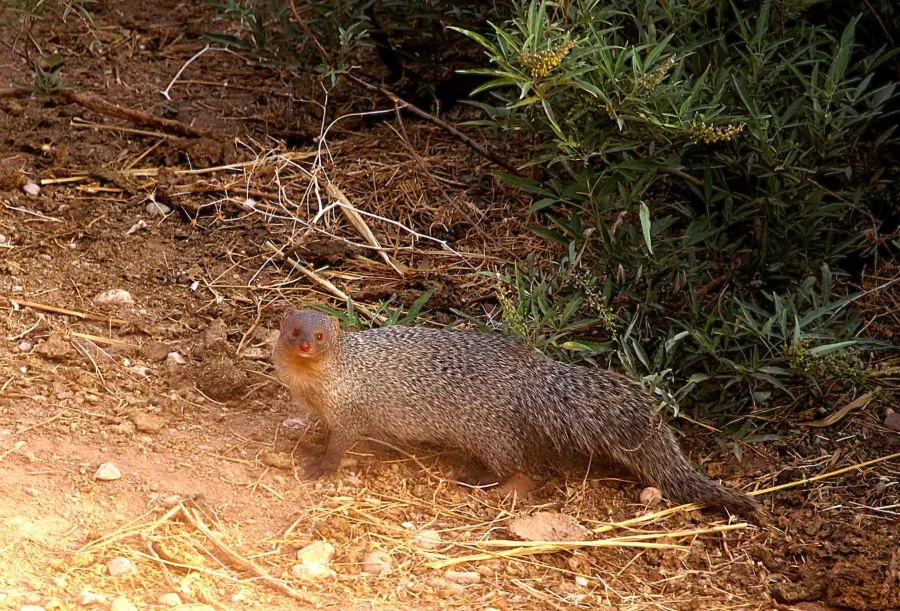Indian Grey Mongoose
