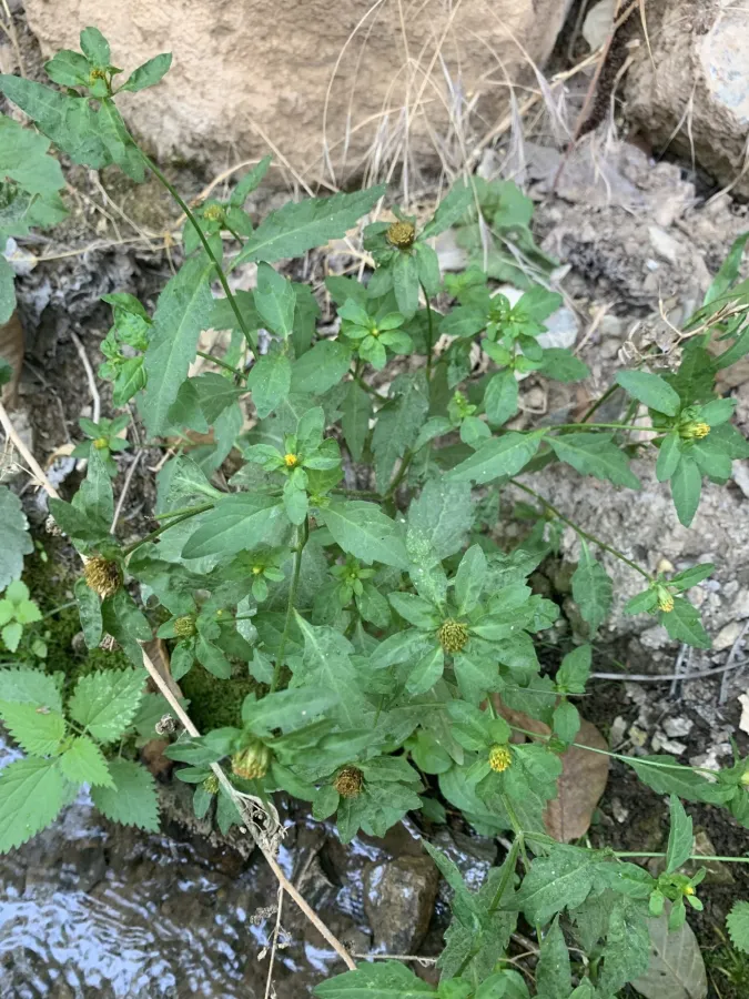 Bidens tripartita