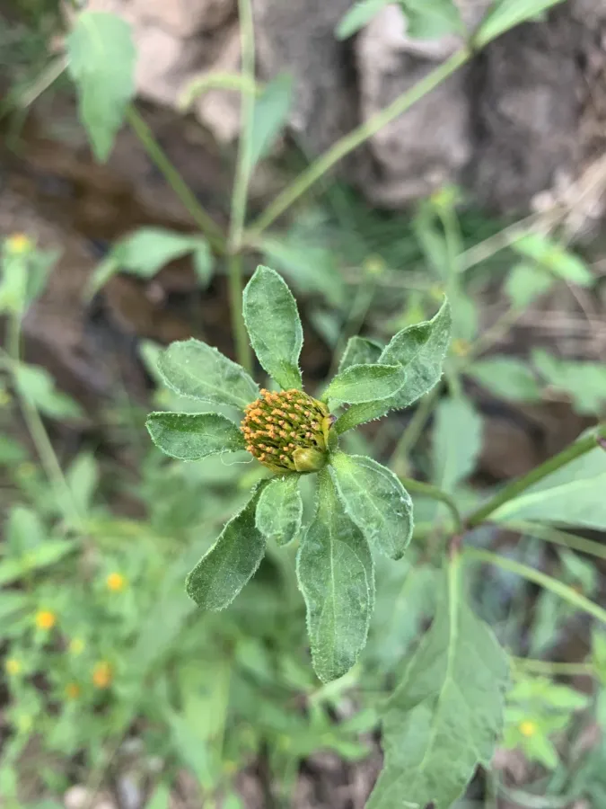 Bidens tripartita