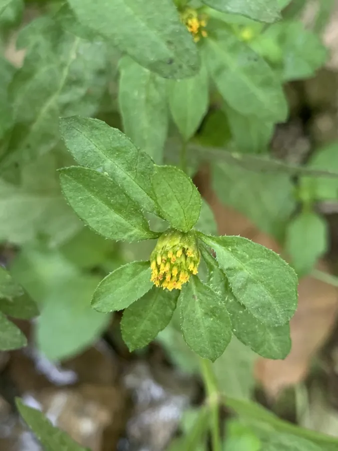 Bidens tripartita