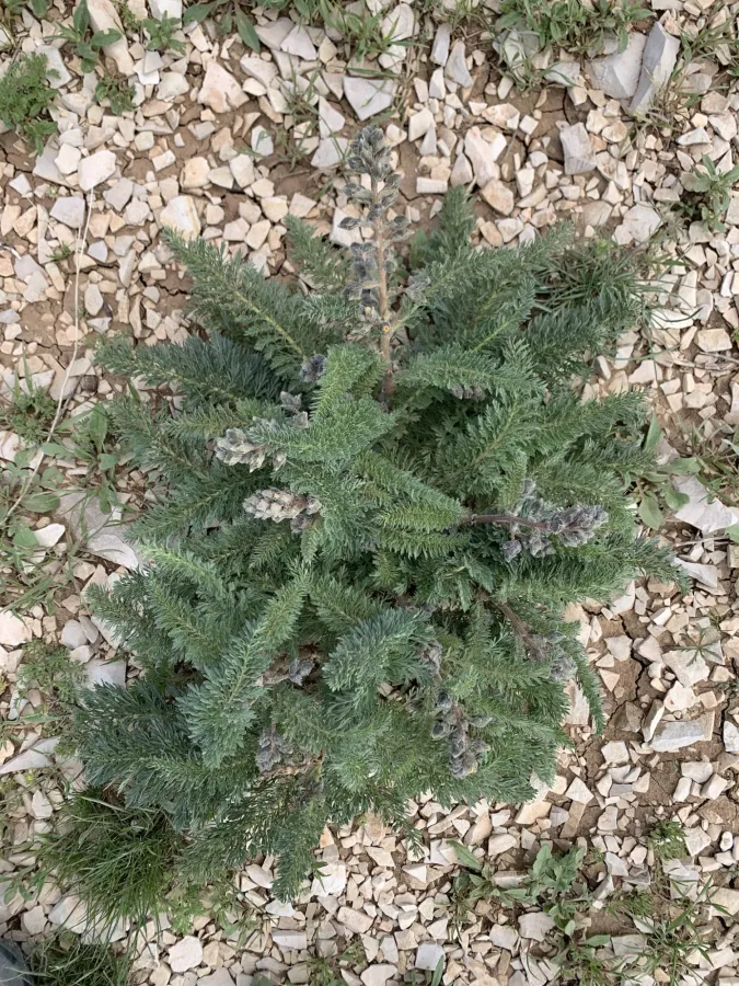 Biebersteinia multifida