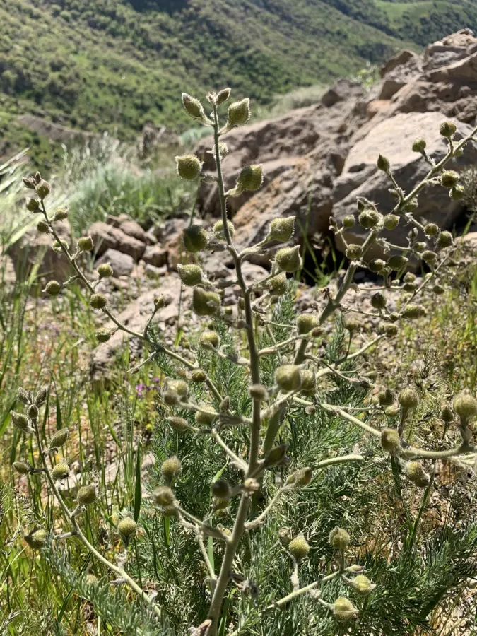 Biebersteinia multifida