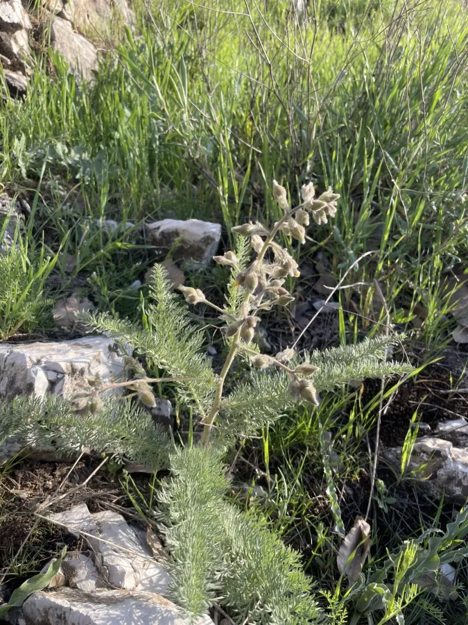 Biebersteinia multifida