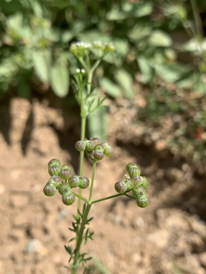 Bifora testiculata