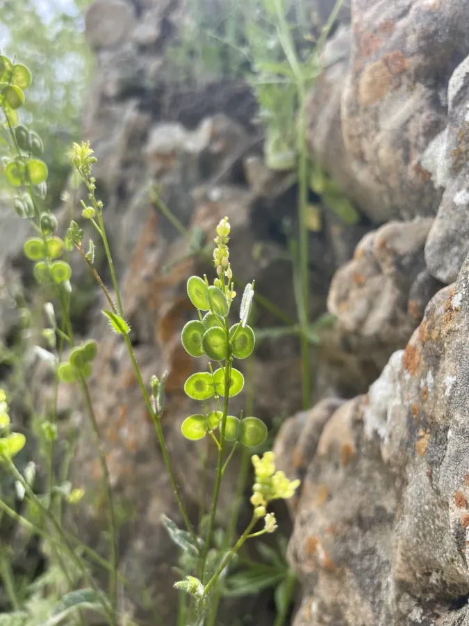 Biscutella didyma