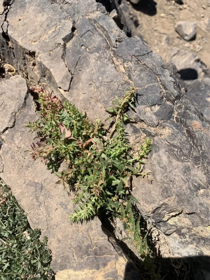Blitum virgatum