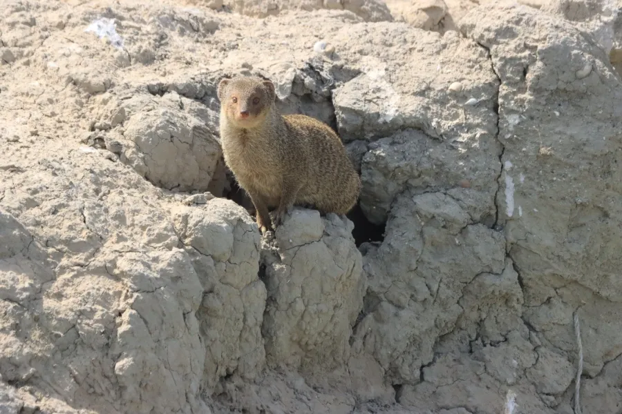 Small Indian Mongoose