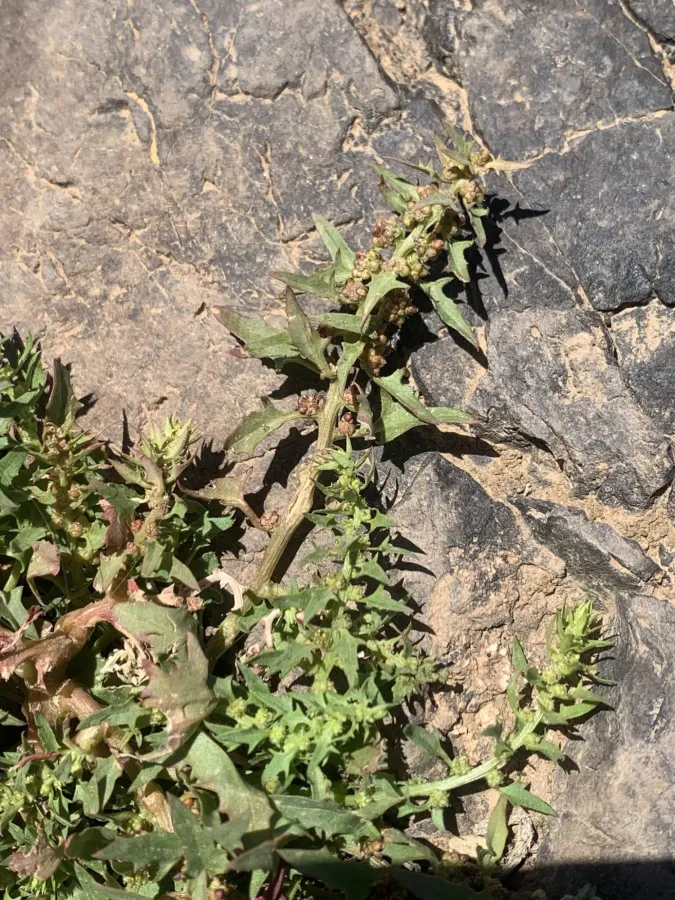 Blitum virgatum