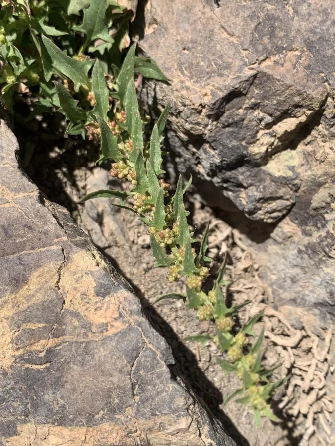 Blitum virgatum