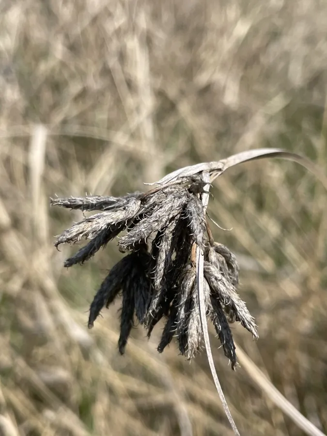 Bolboschoenus glaucus
