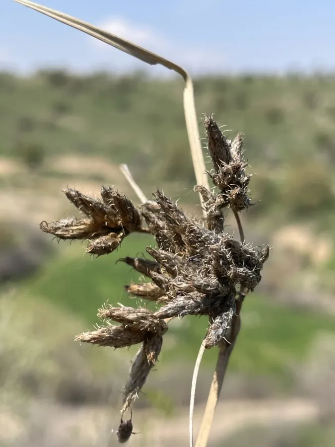 Bolboschoenus glaucus