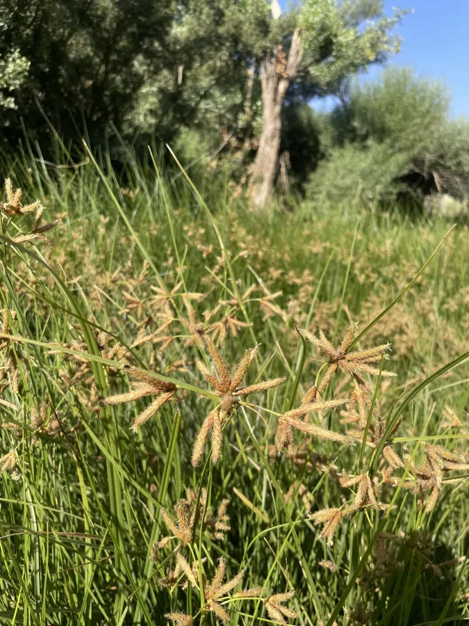 Bolboschoenus maritimus