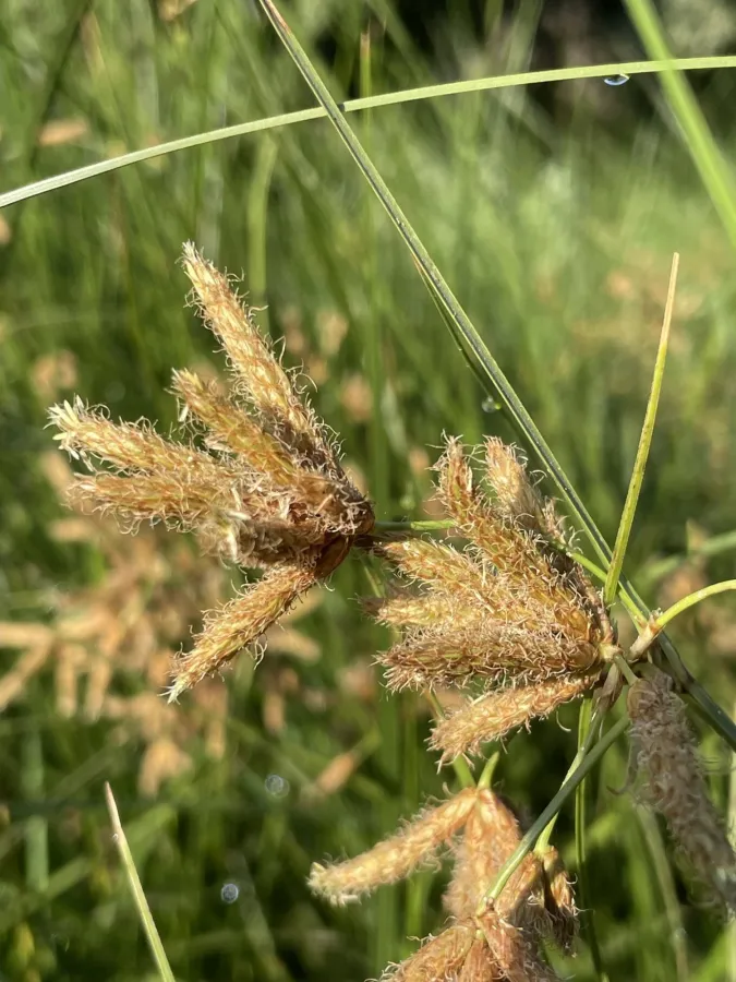 Bolboschoenus maritimus
