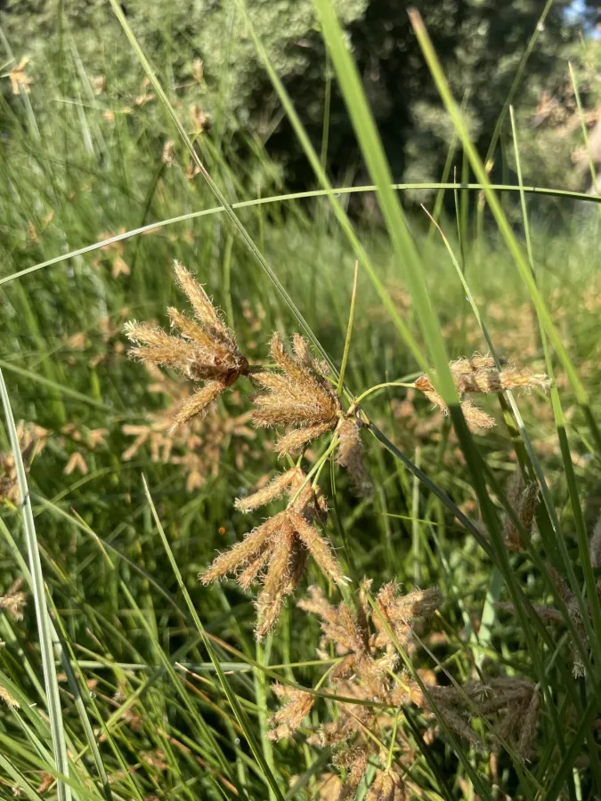 Bolboschoenus maritimus