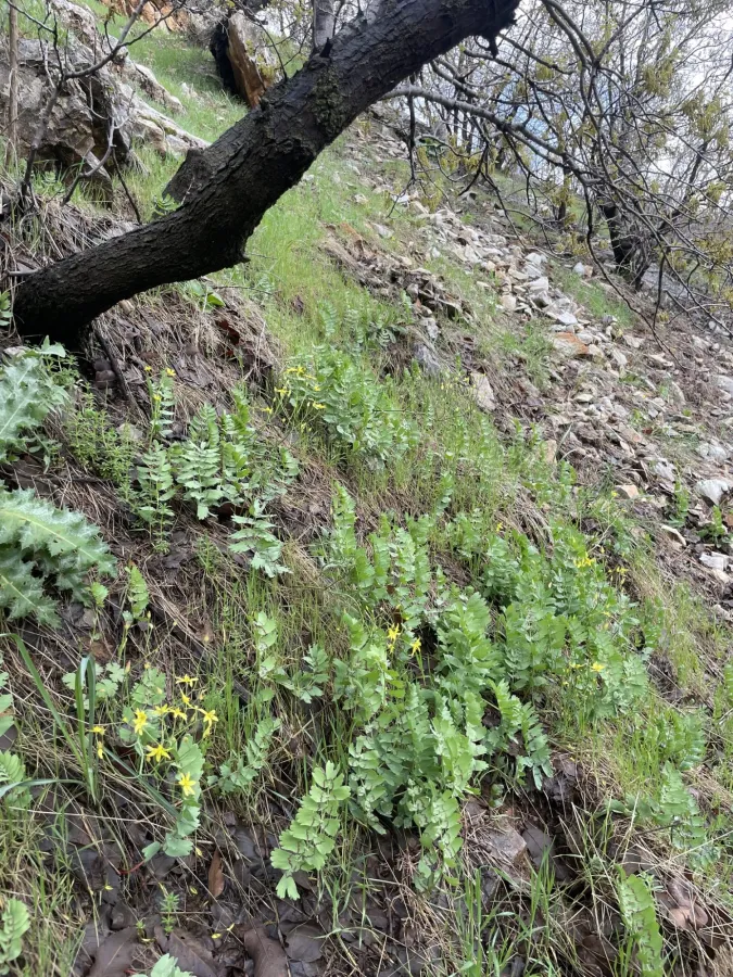 Bongardia chrysogonum
