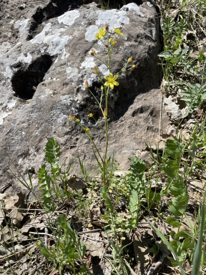 Bongardia chrysogonum
