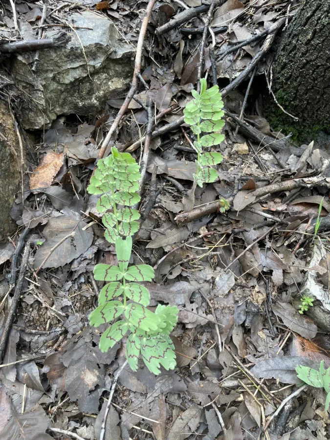 Bongardia chrysogonum