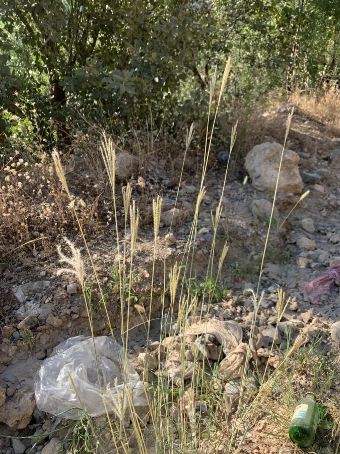 Bothriochloa ischaemum
