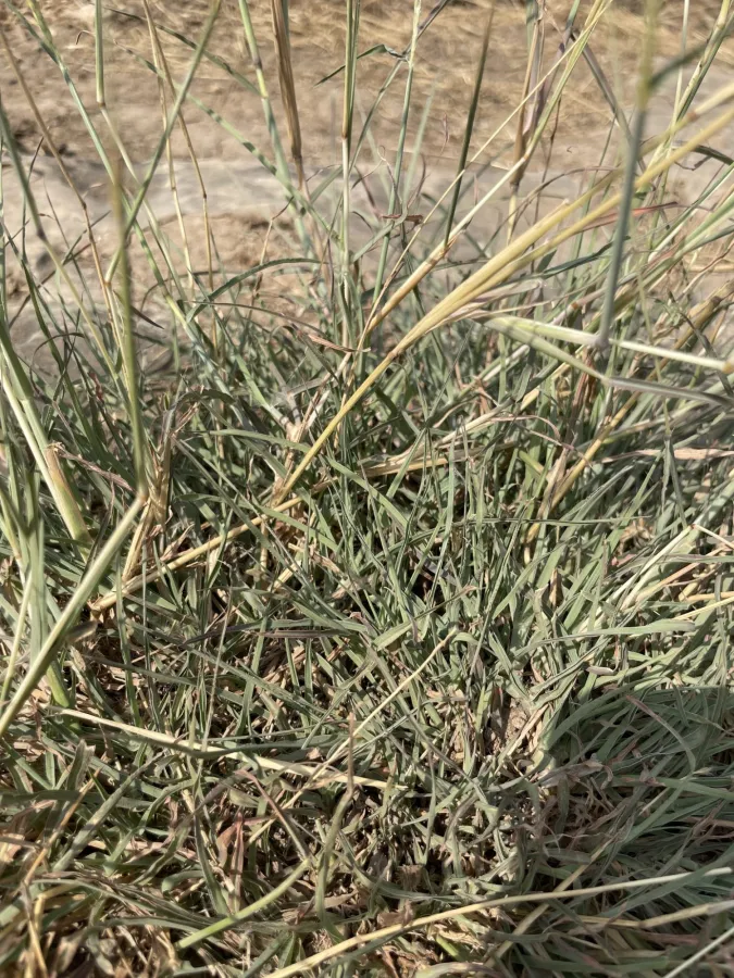 Bothriochloa ischaemum