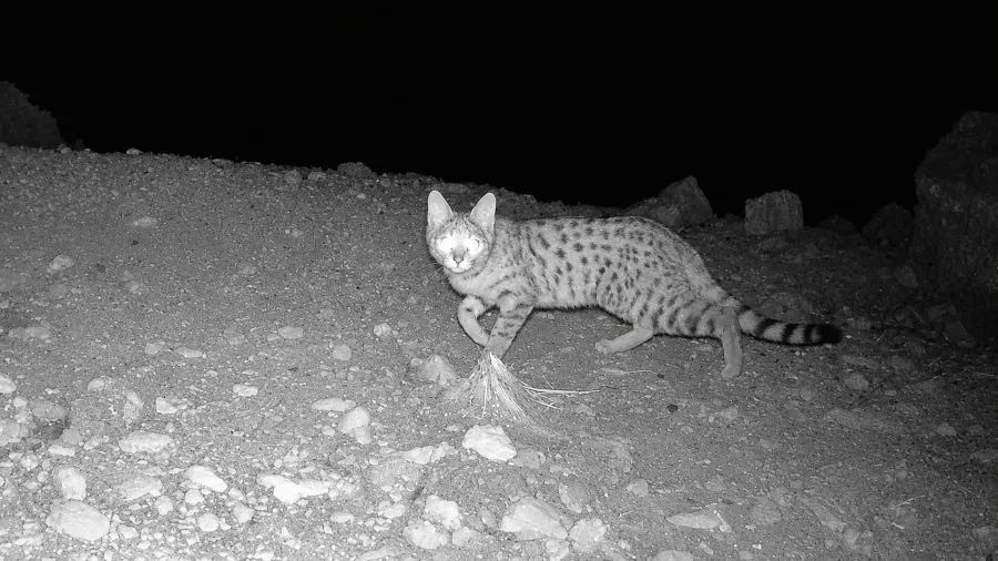 Afro-Asiatic Wildcat