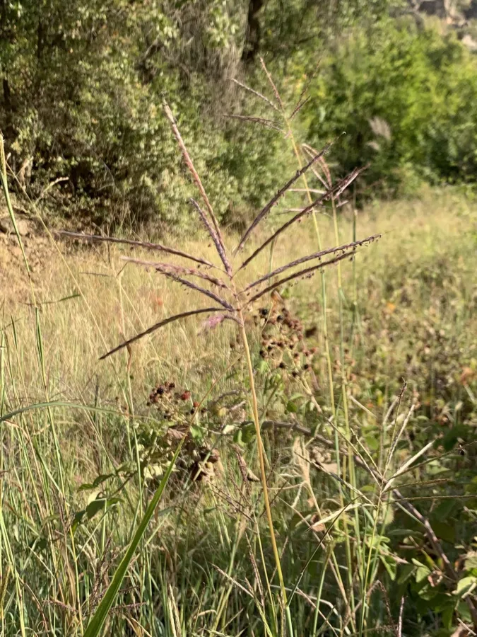 Bothriochloa ischaemum