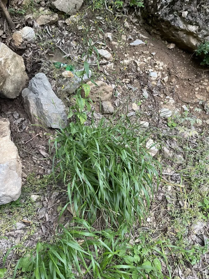 Brachypodium sylvaticum