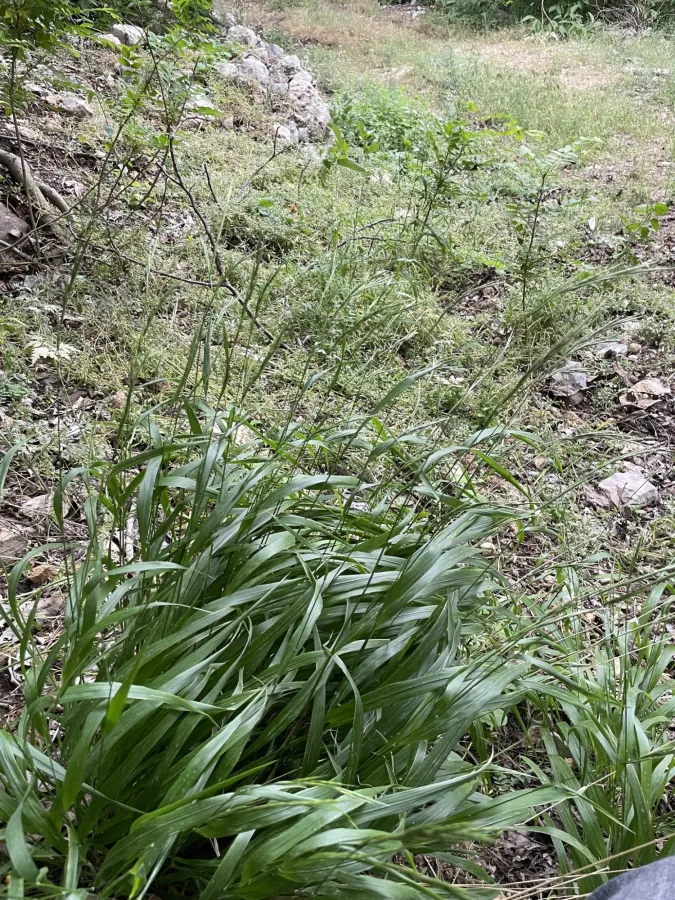 Brachypodium sylvaticum