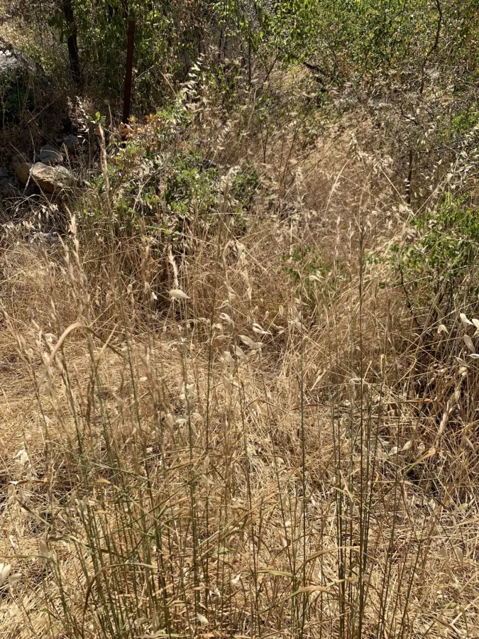 Brachypodium sylvaticum