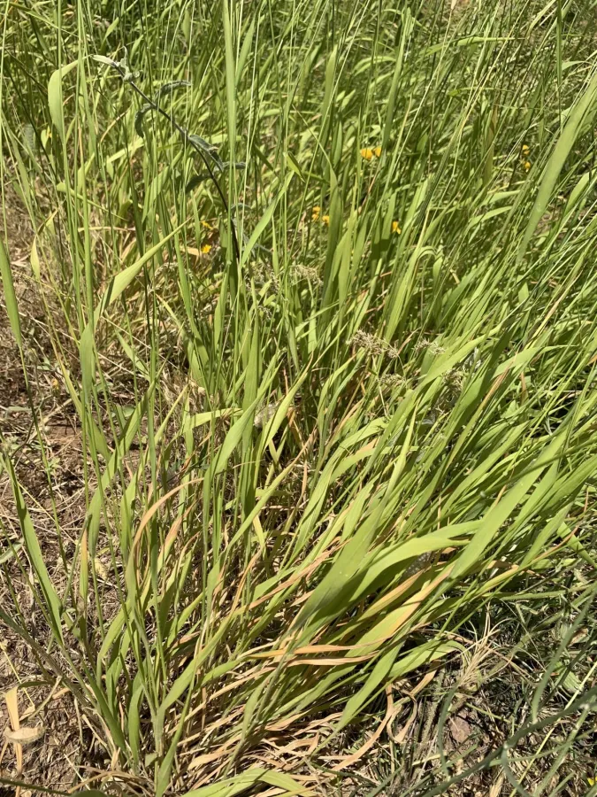 Brachypodium sylvaticum