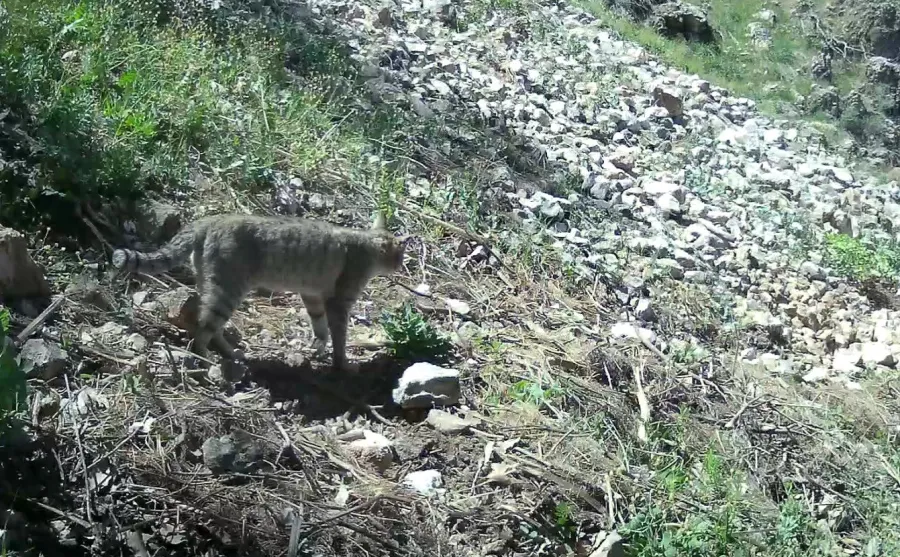 Afro-Asiatic Wildcat