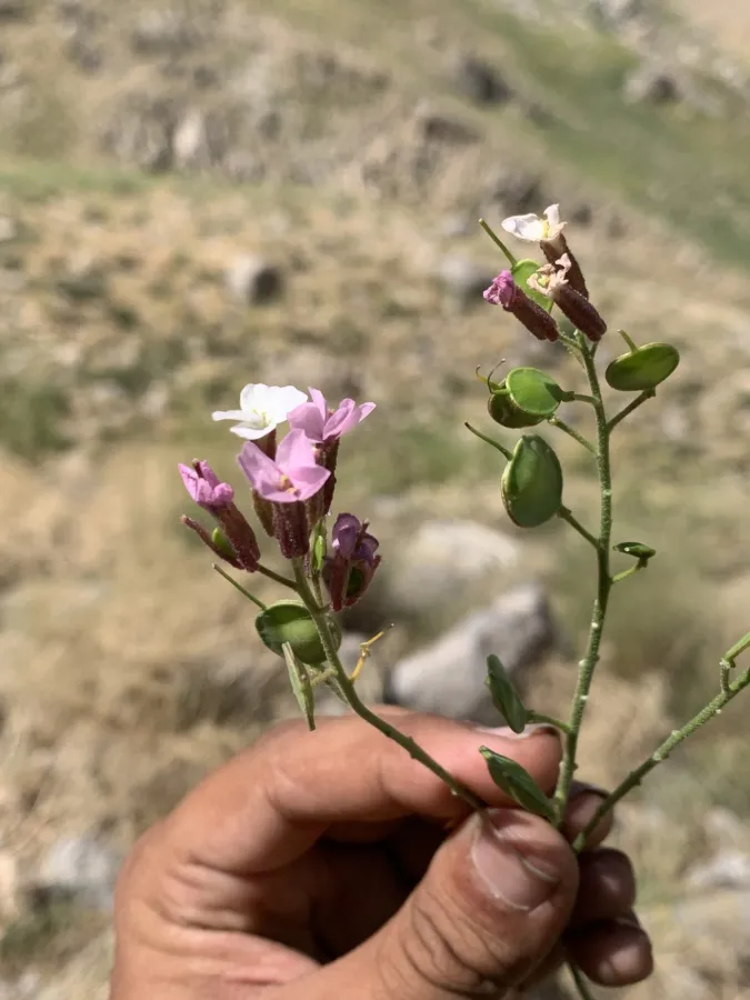 Brachypus suffruticosus