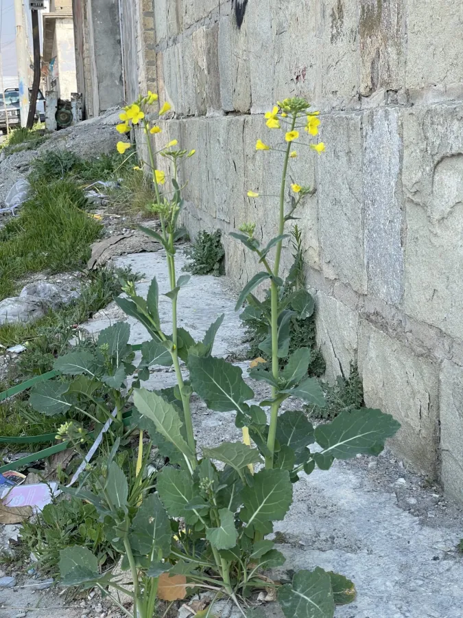 Brassica napus