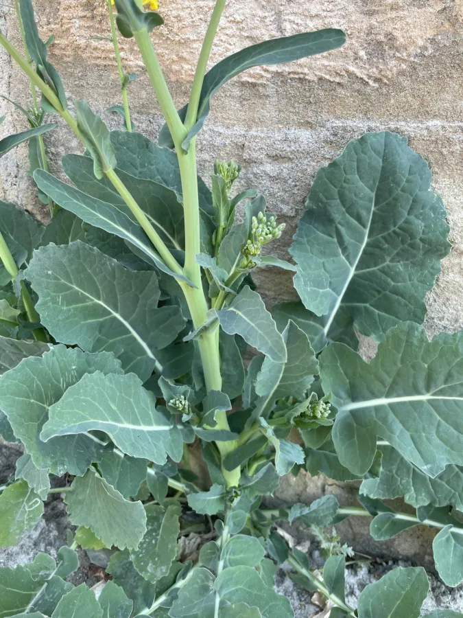 Brassica napus