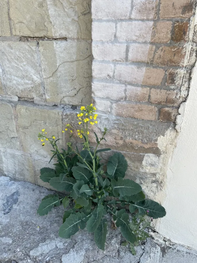 Brassica napus