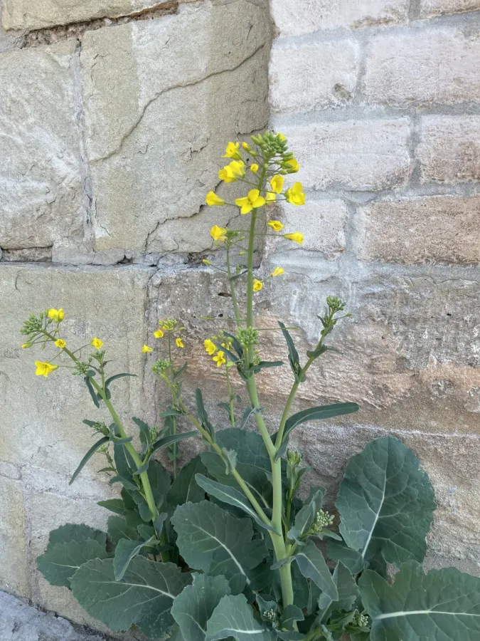 Brassica napus