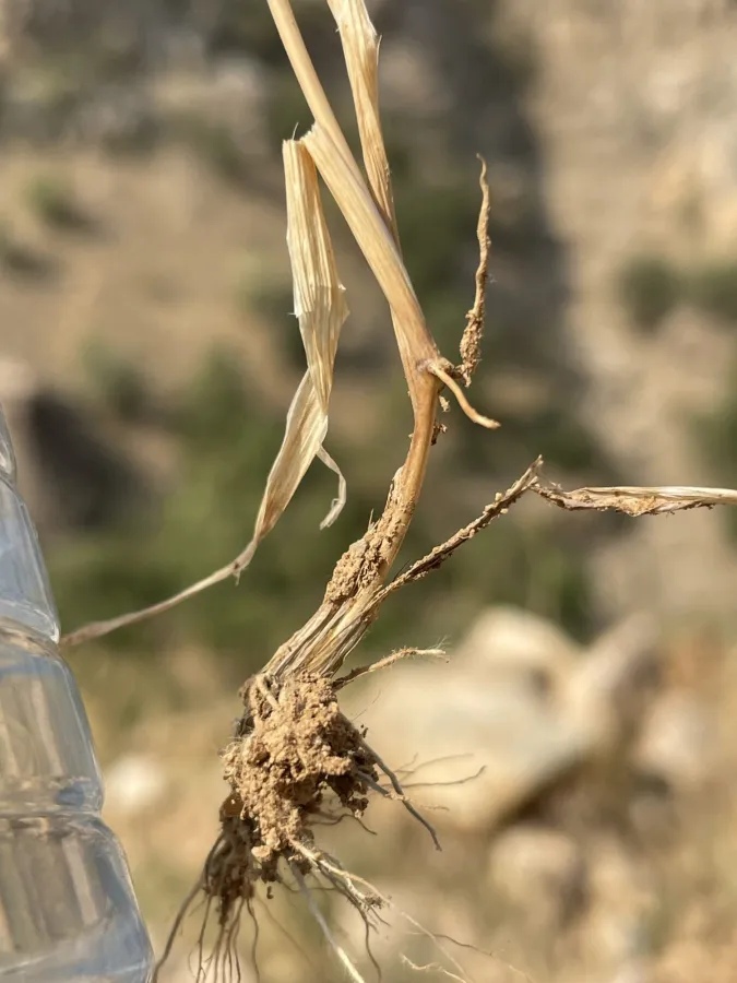 Briza humilis